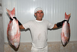 Autoabastecimiento de pescado por cada provincia en Cuba